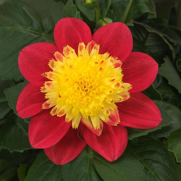 Venti™ FireBurst Dahlia - Bloom