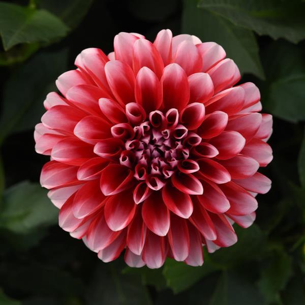 Venti™ Red+White Dahlia - Bloom