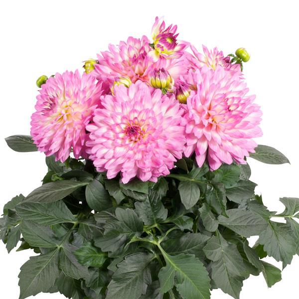 Venti™ Pink+White Eye Dahlia - Container