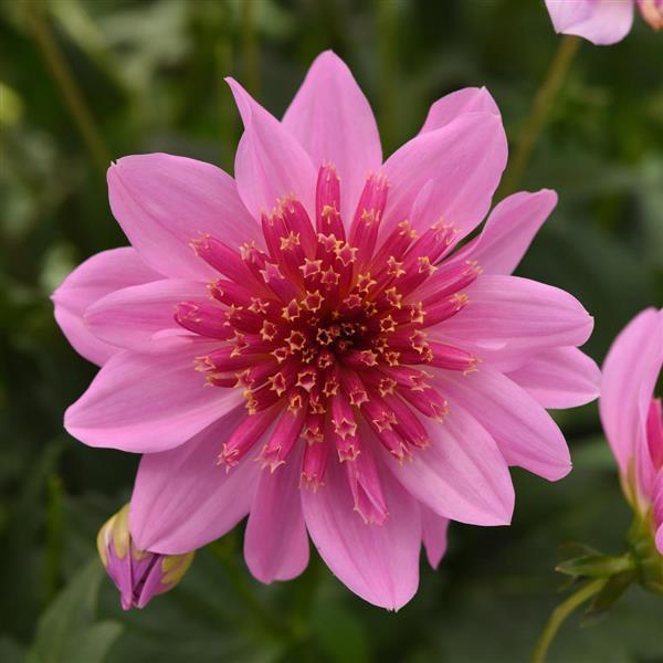 Venti™ PinkBurst Dahlia - Bloom