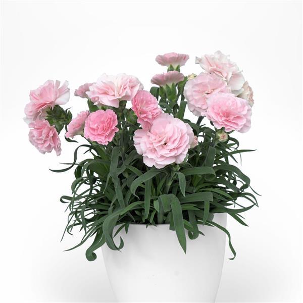Dianthus SuperTrouper™ Appleblossom - Container