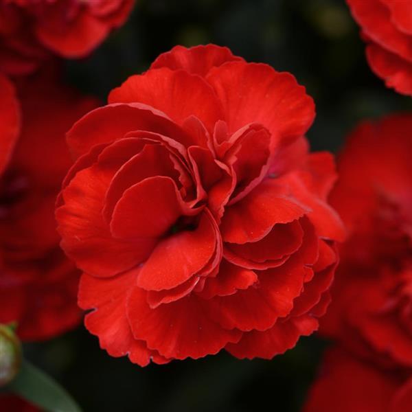 Dianthus SuperTrouper™ Scarlet - Bloom