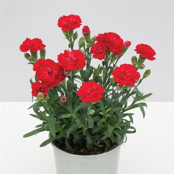 Dianthus SuperTrouper™ Scarlet - Container