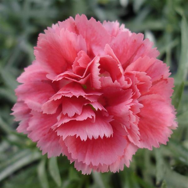 Dianthus SuperTrouper™ Silver Pink - Bloom