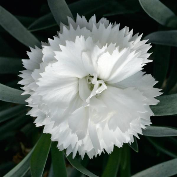 Dianthus SuperTrouper™ White - Bloom