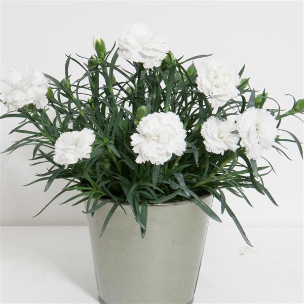 Dianthus SuperTrouper™ White - Container