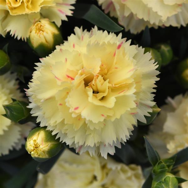 Dianthus SuperTrouper™ Yellow - Bloom