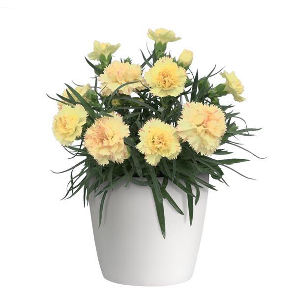 Dianthus SuperTrouper™ Yellow - Container