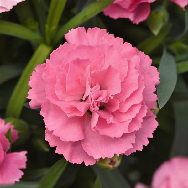 Dianthus SuperTrouper™ Light Pink - Bloom