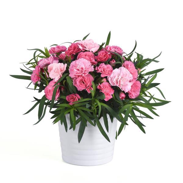 Dianthus SuperTrouper™ Light Pink - Container