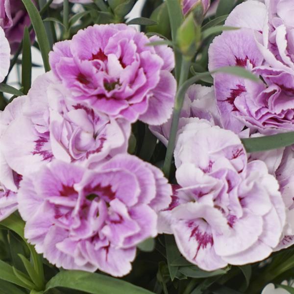 Dianthus SuperTrouper™ Lavender+Eye - Bloom