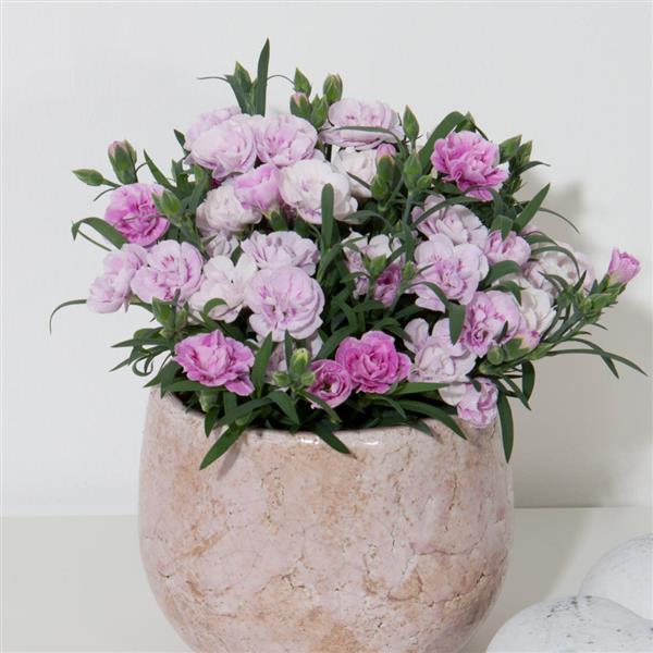Dianthus SuperTrouper™ Lavender+Eye - Container
