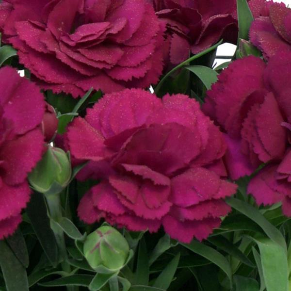 Dianthus SuperTrouper™ Purple 26 - Bloom