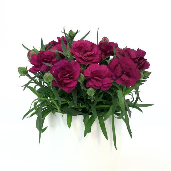 Dianthus SuperTrouper™ Purple 26 - Container