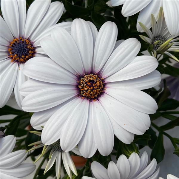 FlowerPower™ Compact White Osteospermum - Bloom