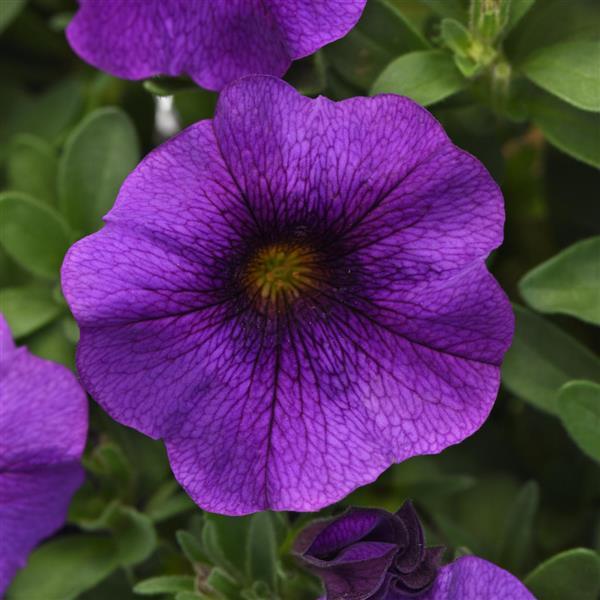 EnViva™ Blue Petchoa - Bloom