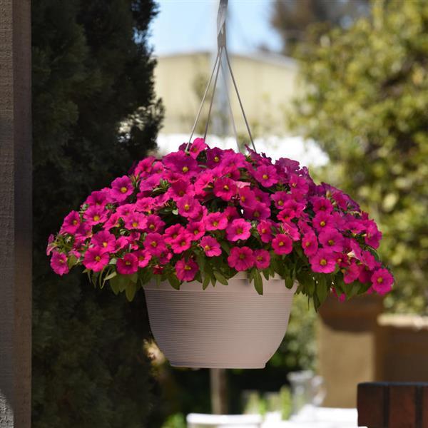 EnViva™ Pink Petchoa - Basket