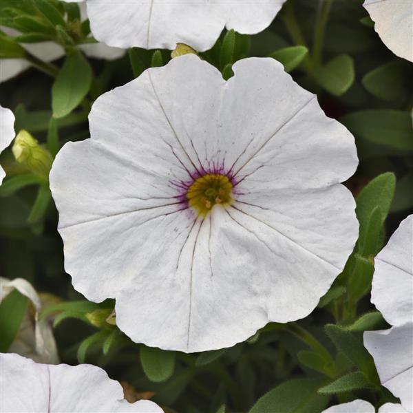 EnViva™ White Petchoa - Bloom