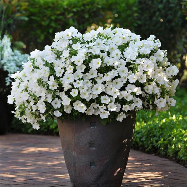 Starlet™ White Petunia - Container