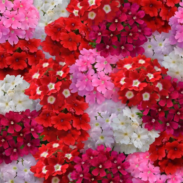 Quartz XP Valentines Mix Verbena - Bloom