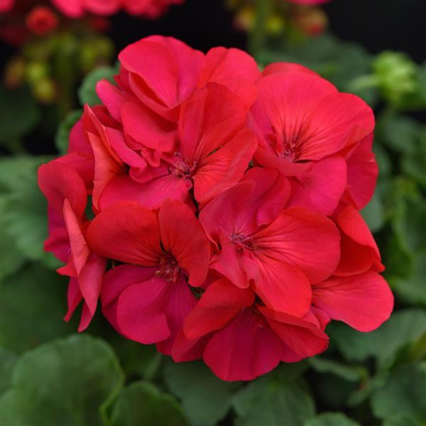 Solera™ Fuchsia Interspecific Geranium - Bloom