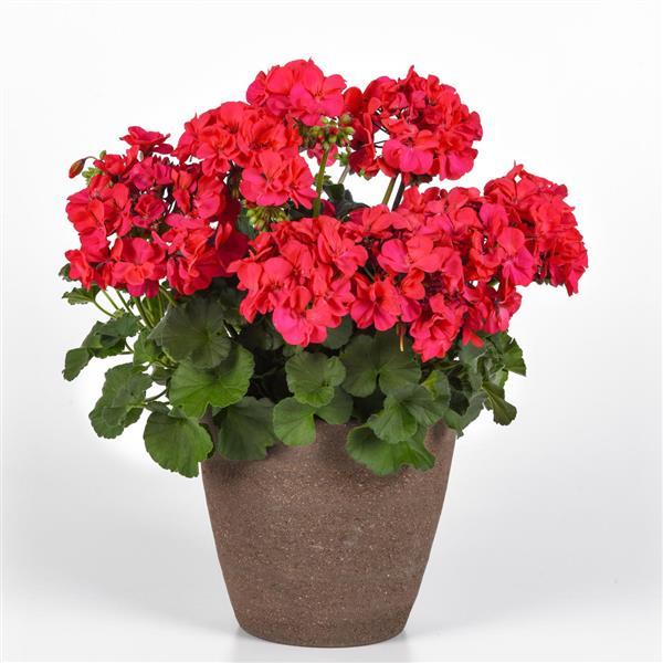 Solera™ Fuchsia Interspecific Geranium - Container