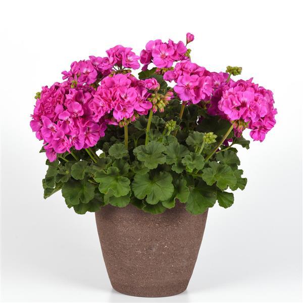 Solera™ Lavender Interspecific Geranium - Container