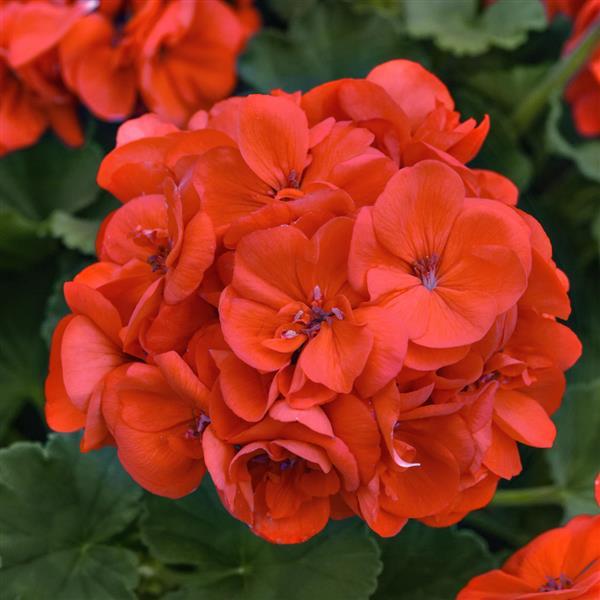 Solera™ Orange Interspecific Geranium - Bloom