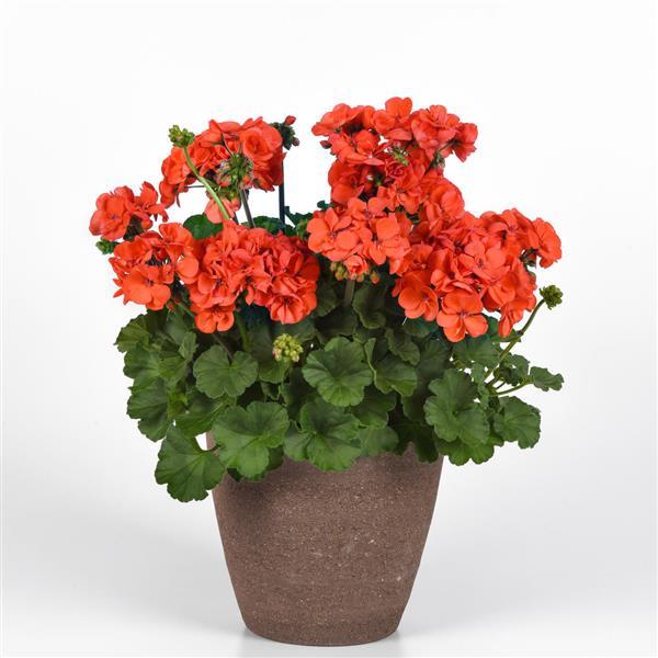 Solera™ Orange Interspecific Geranium - Container