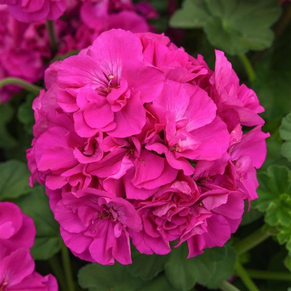 Solera™ Purple Interspecific Geranium - Bloom