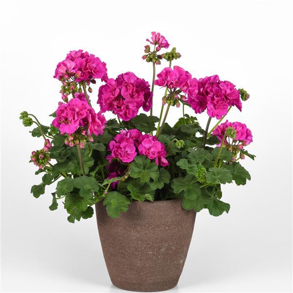 Solera™ Purple Interspecific Geranium - Container