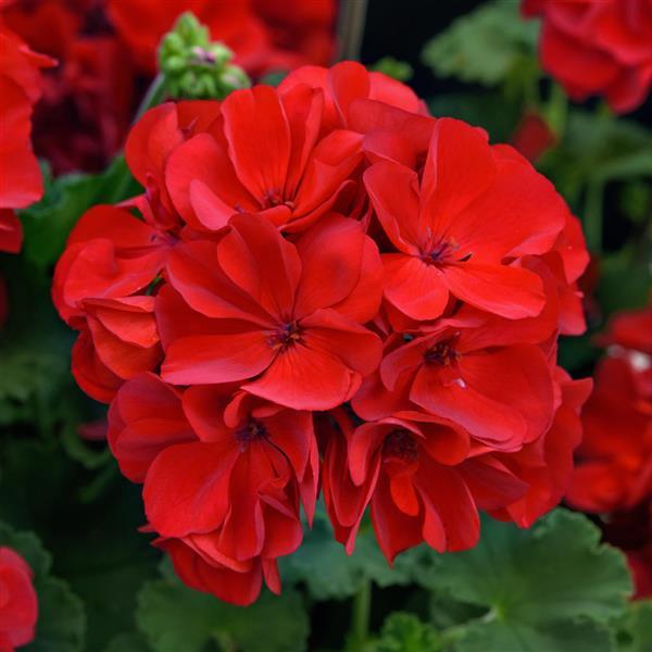 Solera™ Red Interspecific Geranium - Bloom