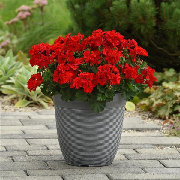 Solera™ Red Interspecific Geranium - Container