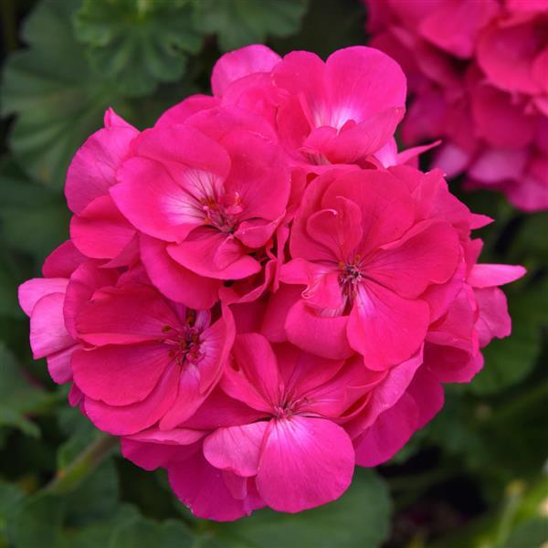 Solera™ Watermelon Interspecific Geranium - Bloom