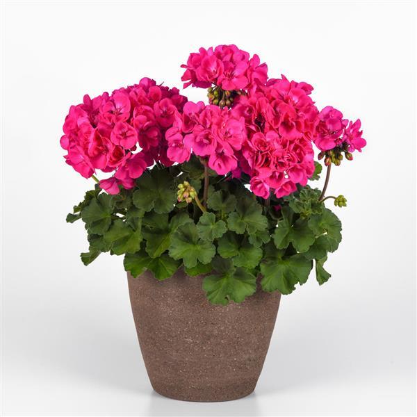 Solera™ Watermelon Interspecific Geranium - Container