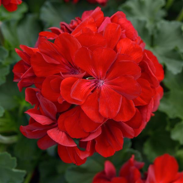 Solera™ Dark Red Interspecific Geranium - Bloom
