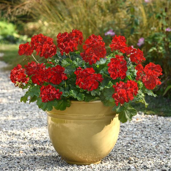 Solera™ Dark Red Interspecific Geranium - Container