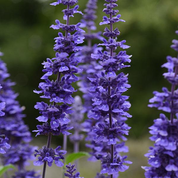 Mystic Spires Salvia - Bloom