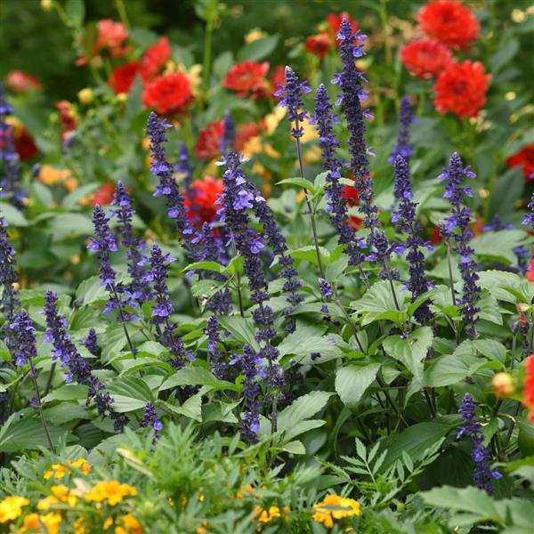 Mystic Spires Salvia - Commercial Landscape 1