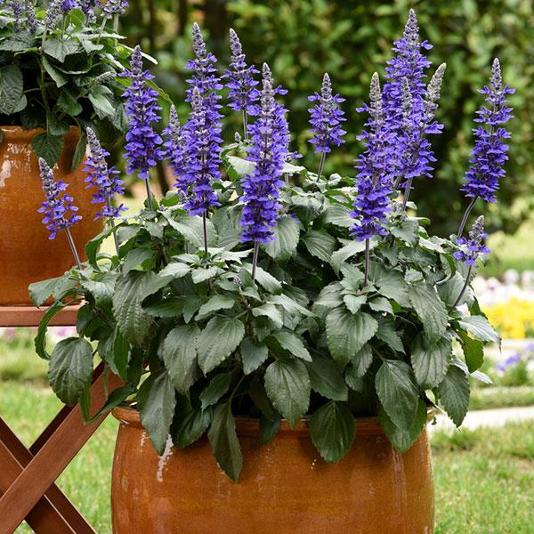 Mystic Spires Salvia - Container