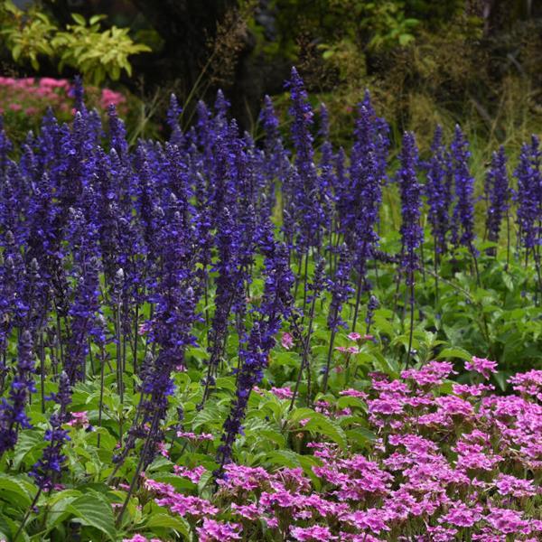 Mystic Spires Salvia - Landscape