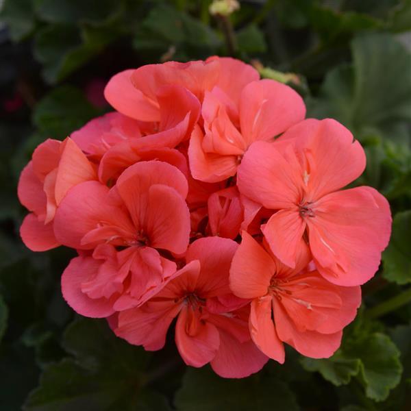 Fantasia® Flamingo Rose Zonal Geranium - Bloom