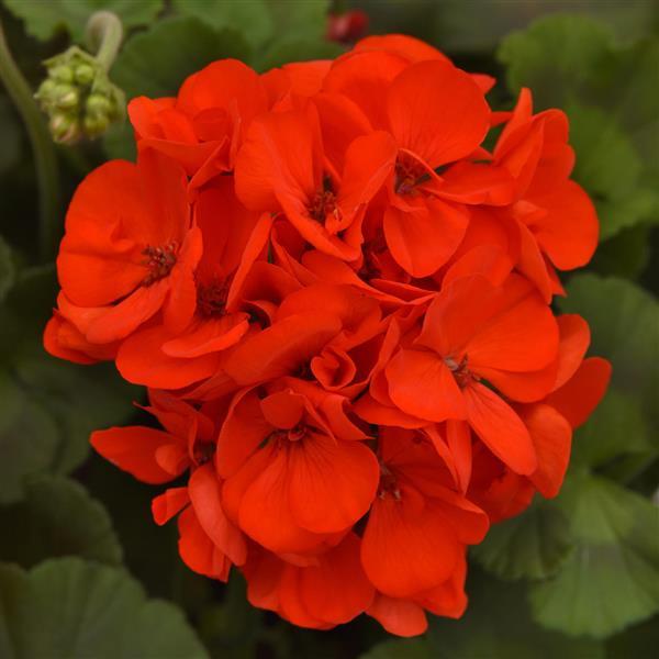 Galaxy™ Orange Zonal Geranium - Bloom