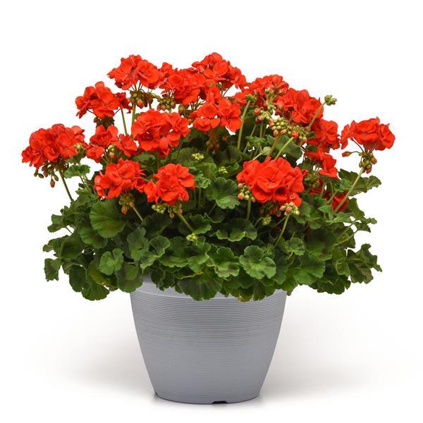 Galaxy™ Orange Zonal Geranium - Container