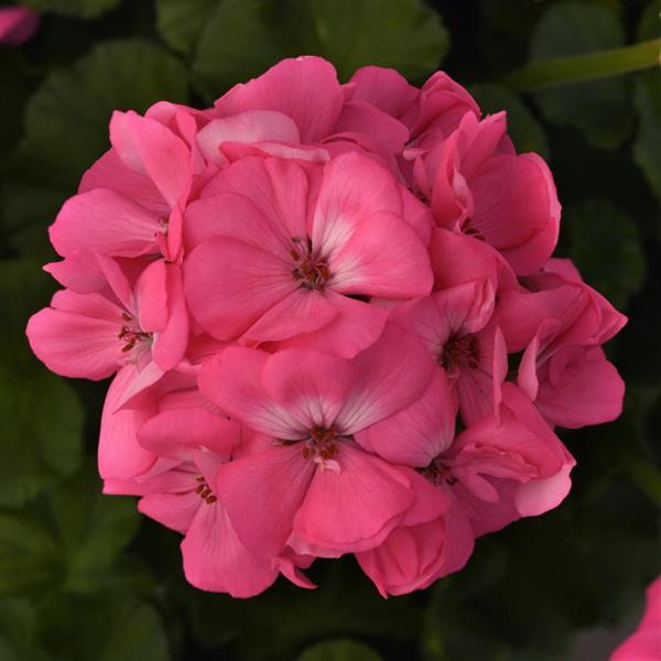 Galaxy™ Pink Zonal Geranium - Bloom