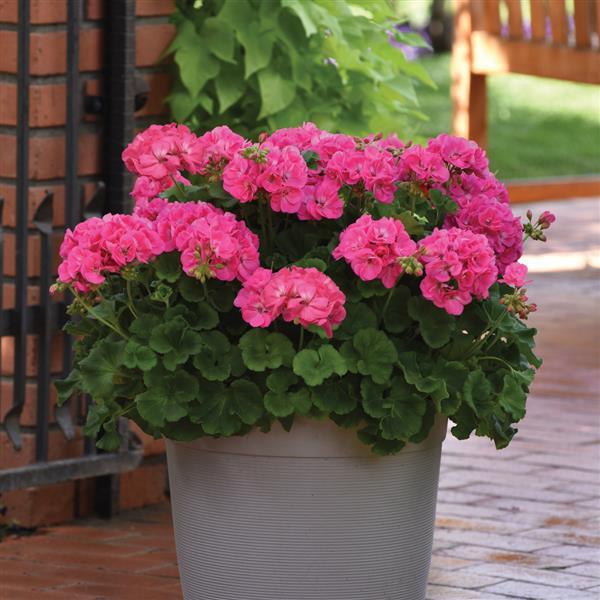 Galaxy™ Pink Zonal Geranium - Container