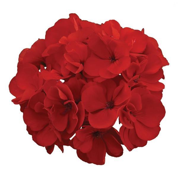 Galaxy™ Red Zonal Geranium - Bloom
