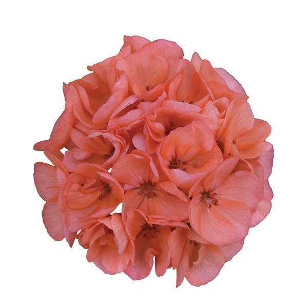 Galaxy™ Salmon Zonal Geranium - Bloom