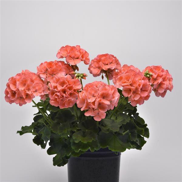 Galaxy™ Salmon Zonal Geranium - Container