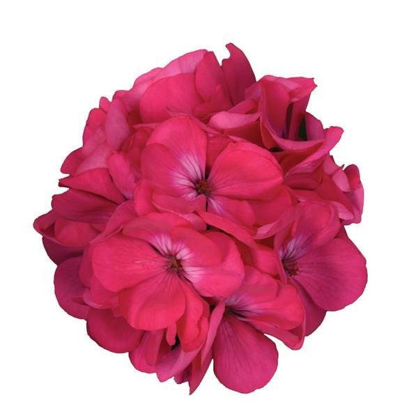 Galaxy™ Watermelon Zonal Geranium - Bloom